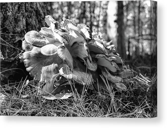 Tree Canvas Print featuring the photograph Tree Fungi by Steven Nelson