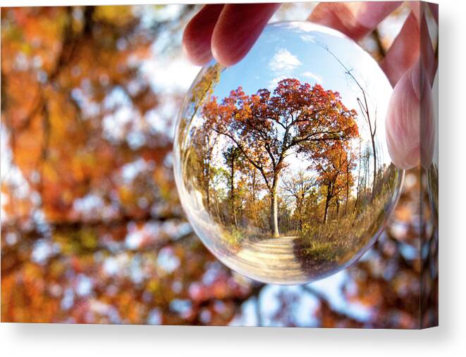 Tree In An Orb Canvas Print featuring the photograph Tree in an Orb by Patty Colabuono