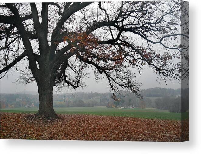 Lone Canvas Print featuring the photograph Tree on a Hill by Gordon Beck