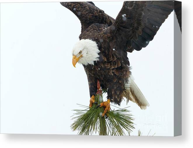 Bald Eagle Canvas Print featuring the photograph Tree Ornament by Beve Brown-Clark Photography