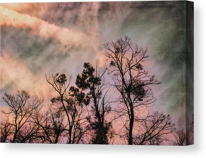 Trees Canvas Print featuring the photograph Trees at sunset by Yasmina Baggili
