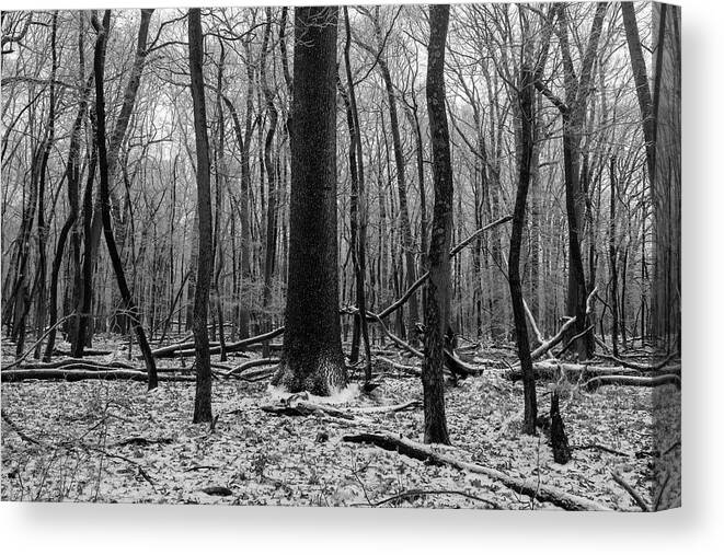 Mercer County Park Canvas Print featuring the photograph Trees in Mercer County Park by Stephen Russell Shilling