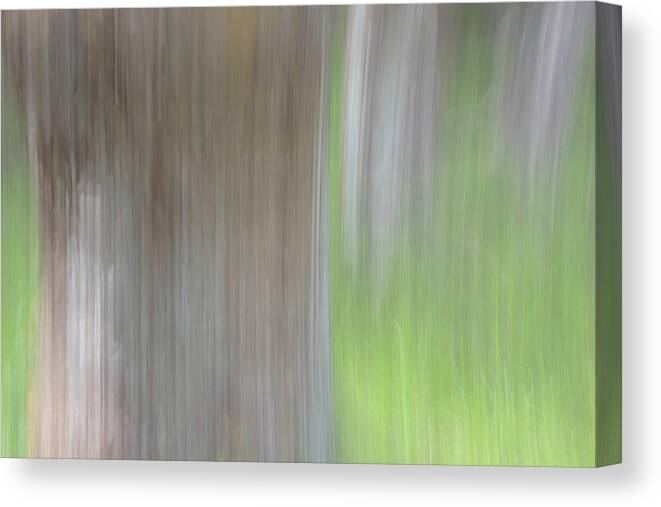 Tree Canvas Print featuring the photograph Trees in the Forest by Kathy Paynter