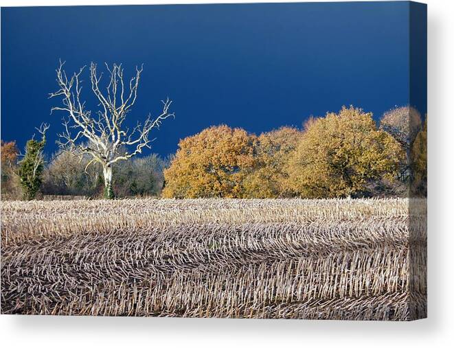 Tree Canvas Print featuring the photograph Trees In Winter 4 by Ian Hutson
