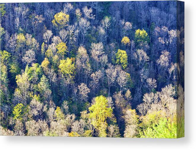 Trees Canvas Print featuring the photograph Treescape by Tana Reiff