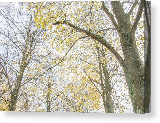 Trent Park Canvas Print featuring the photograph Trent Park Trees Fall 13 by Edmund Peston