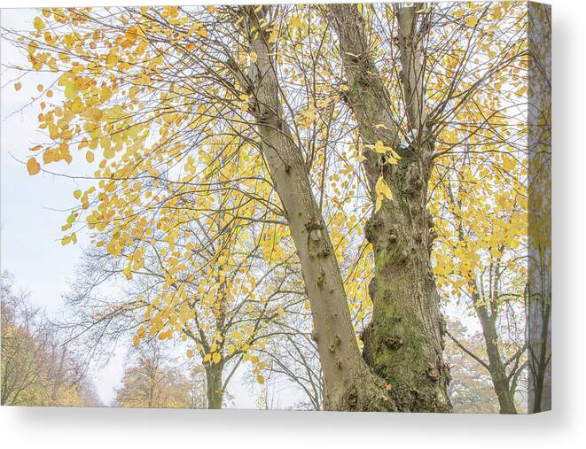 Trent Park Canvas Print featuring the photograph Trent Park Trees Fall 15 by Edmund Peston