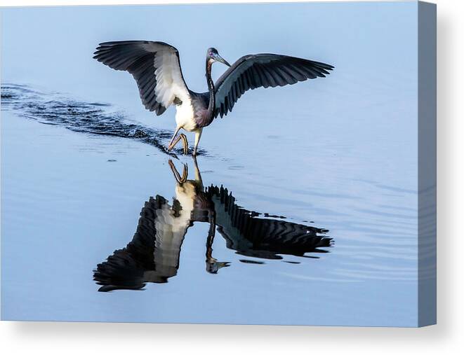 Tricolored Heron Canvas Print featuring the photograph Tri Heron 43B by Sally Fuller