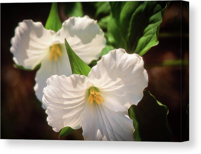  Canvas Print featuring the photograph Trillium Flowers by Louise Tanguay