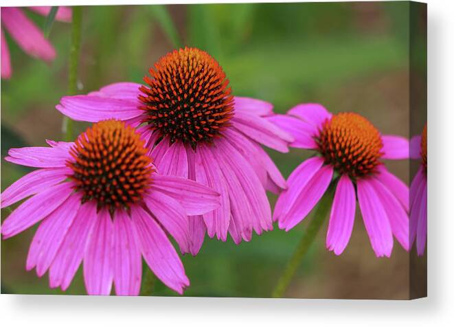 Coneflower Canvas Print featuring the photograph Triple Threat by Mary Anne Delgado