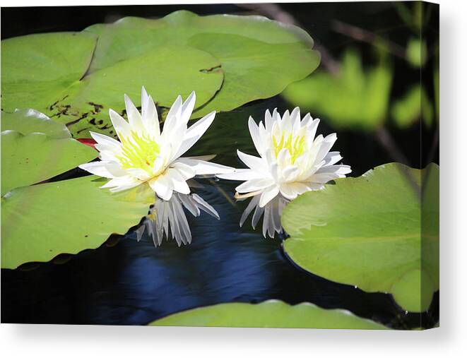 Waterlily Canvas Print featuring the photograph Tropical White Waterlilies by Cynthia Guinn