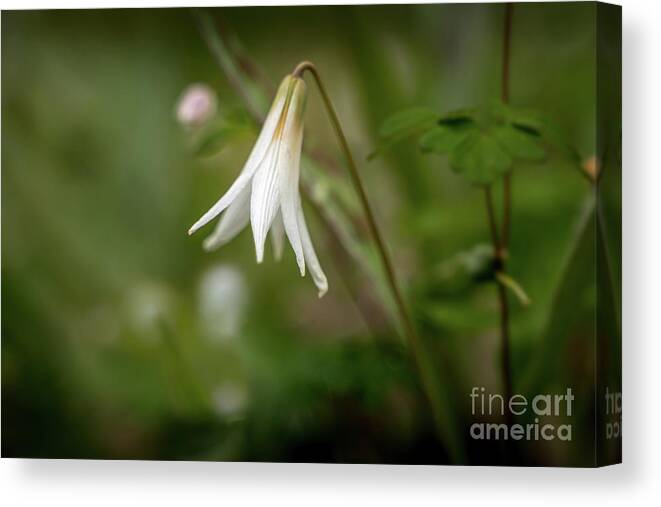 Flower Canvas Print featuring the photograph Trout Lily 1 by Bill Frische