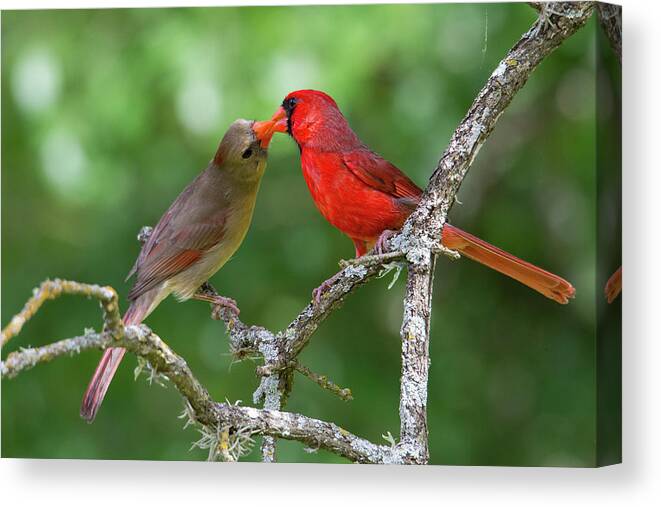 Nature Canvas Print featuring the photograph True Love - Northern Cardinal Courtship Feeding by Belen Bilgic Schneider