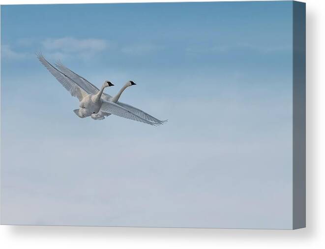 Birds Canvas Print featuring the photograph Trumpeter Swan Tandem Flight I by Patti Deters