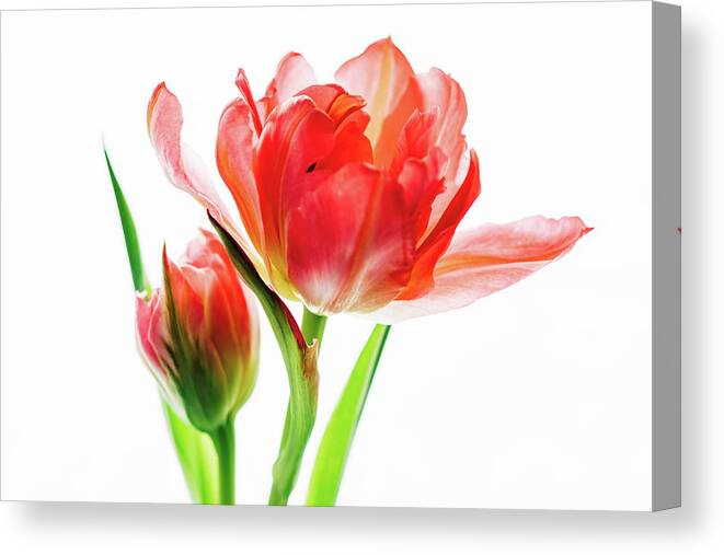 Tulip Canvas Print featuring the photograph Tulip 9502 by Pamela S Eaton-Ford