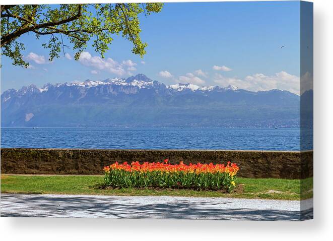 Lake Canvas Print featuring the photograph Tulip festival in spring by day, Morges, Switzerland by Elenarts - Elena Duvernay photo
