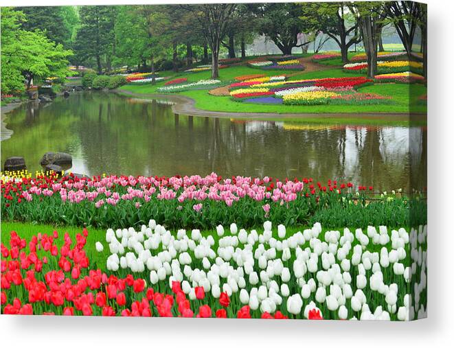 Flowerbed Canvas Print featuring the photograph Tulip Flowers at Showa Commemorative National Governmaent Park by Magicflute002