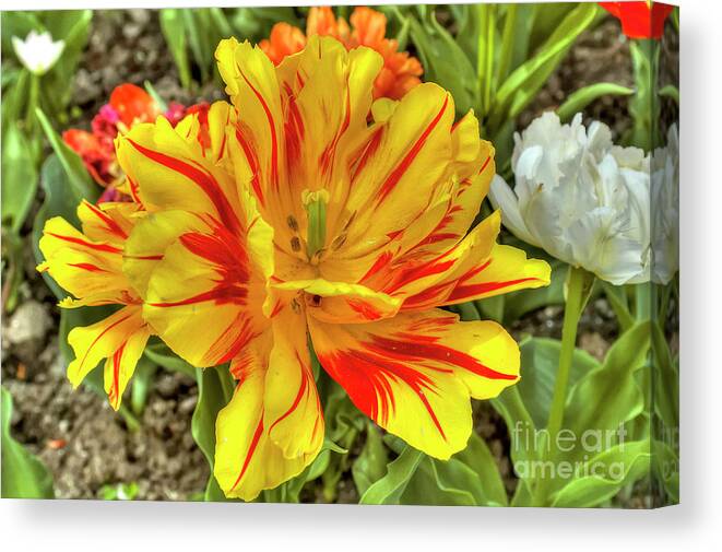 Botanical Canvas Print featuring the photograph Tulip Monsella by Paolo Signorini