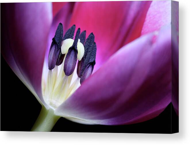 Macro Canvas Print featuring the photograph Tulip Pink 3917 by Julie Powell