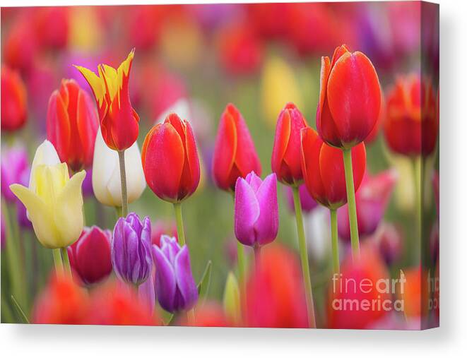 America Canvas Print featuring the photograph Tulip Study 1 by Inge Johnsson