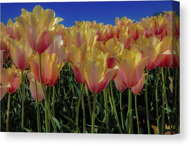 Oregon Canvas Print featuring the photograph Tulips #2 by Greg Waddell