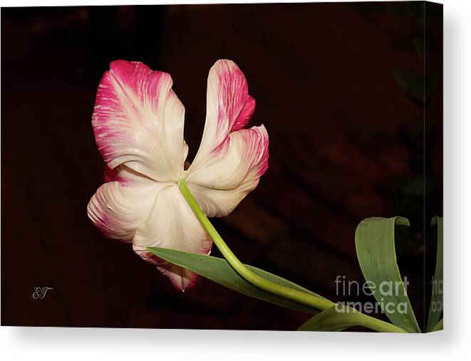 Tulip Canvas Print featuring the photograph Turning Away by Elaine Teague
