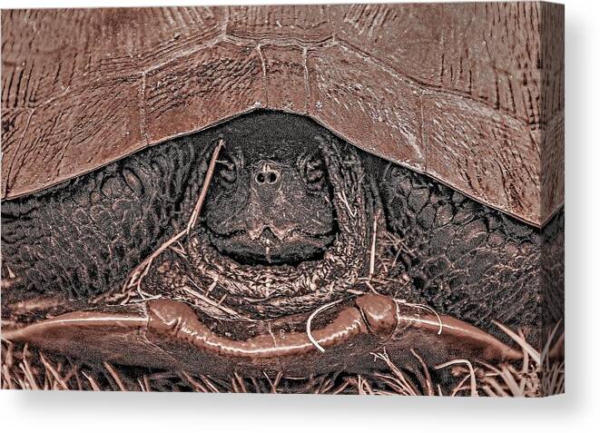 Turtle Close Black White Face Canvas Print featuring the photograph Turtle3a by John Linnemeyer