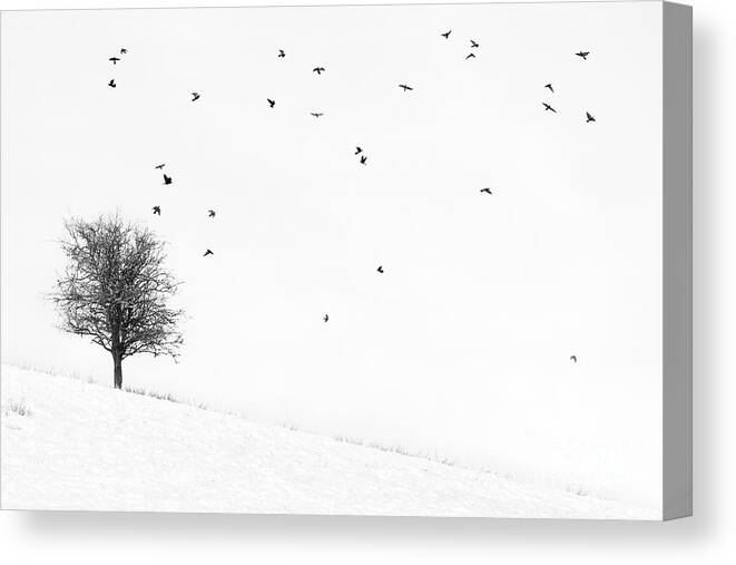 Trees In Winter Canvas Print featuring the photograph Twenty Seven Birds by Janet Burdon