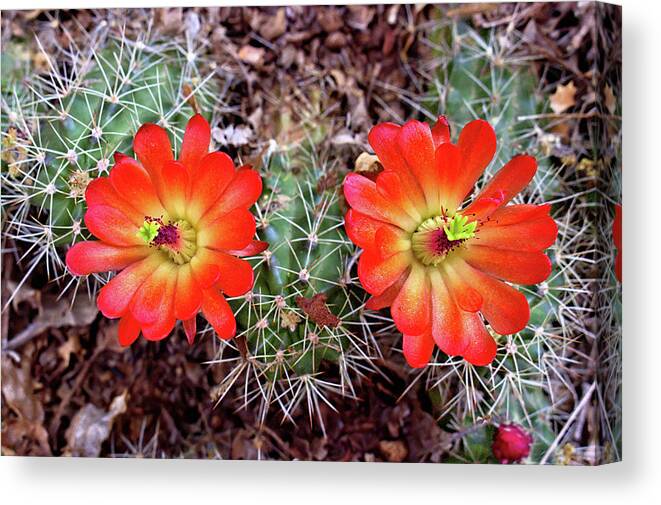 Cacti Canvas Print featuring the photograph Twin Claret Cup Cactus by Bob Falcone