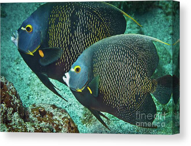 Age-relationships Canvas Print featuring the photograph Twin French Angelfish FI9408 by Mark Graf