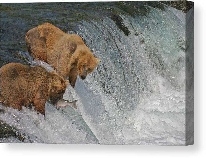 Bear Canvas Print featuring the photograph Two Bears one catch by Ed Stokes