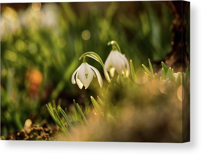 Galanthus Nivalis Canvas Print featuring the photograph Galanthus nivalis at spring by Vaclav Sonnek