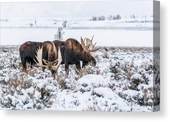 Moose Canvas Print featuring the photograph Two Bulls In Winter by Yeates Photography