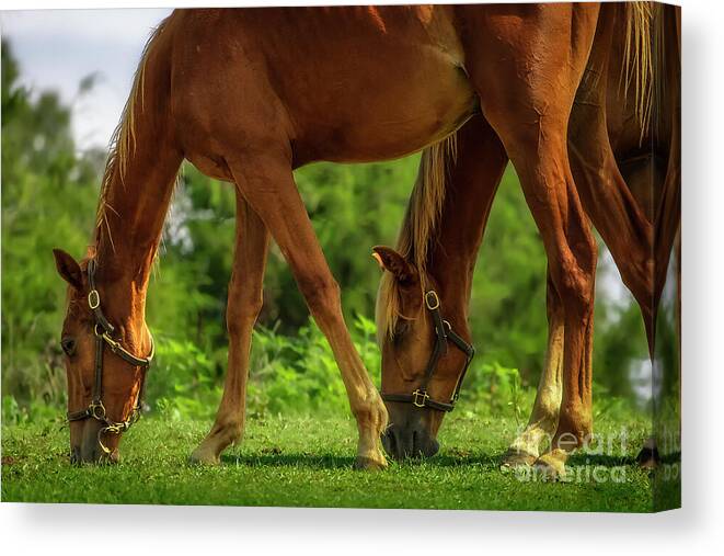 Horse Canvas Print featuring the photograph Two heads are better than one... by Shelia Hunt