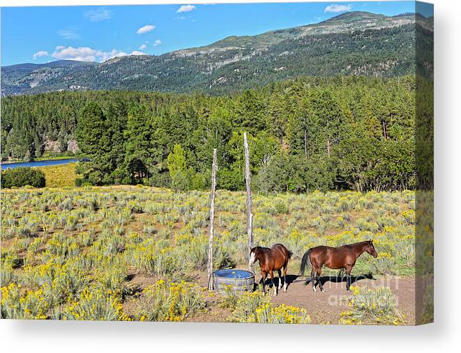Horses Canvas Print featuring the photograph Two Horses in Rabbitbrush by Catherine Sherman