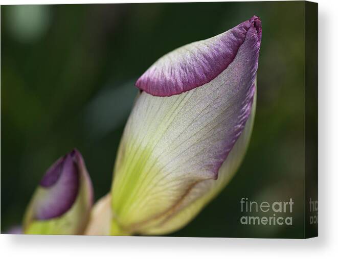 Two Iris Buds Reflect Canvas Print featuring the photograph Two Iris Buds Reflect by Joy Watson