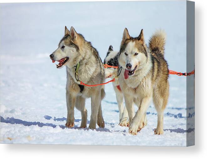 Carriage Canvas Print featuring the photograph Two malamute dogs at race in winter, Moss pass, Switzerland by Elenarts - Elena Duvernay photo