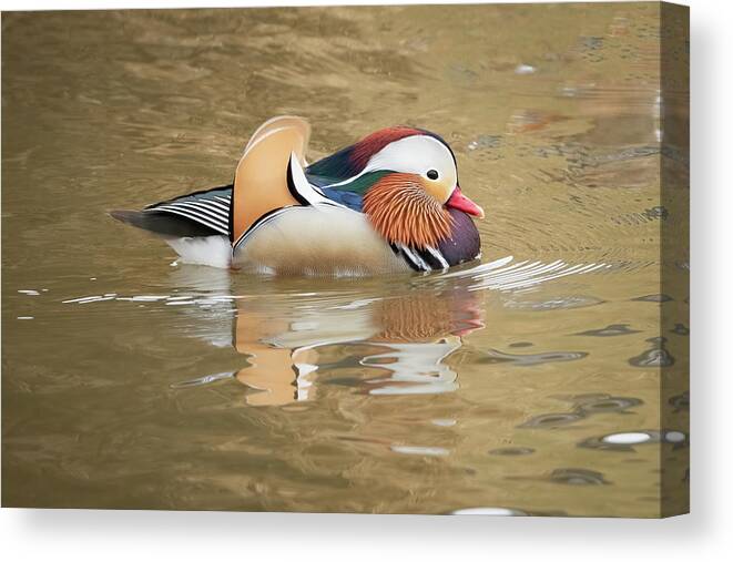 Ducks Canvas Print featuring the photograph Uncommon Beauty by Julie Barrick