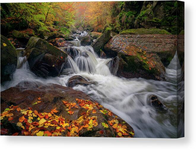 Forest Canvas Print featuring the photograph Untouched by Cosmin Stan