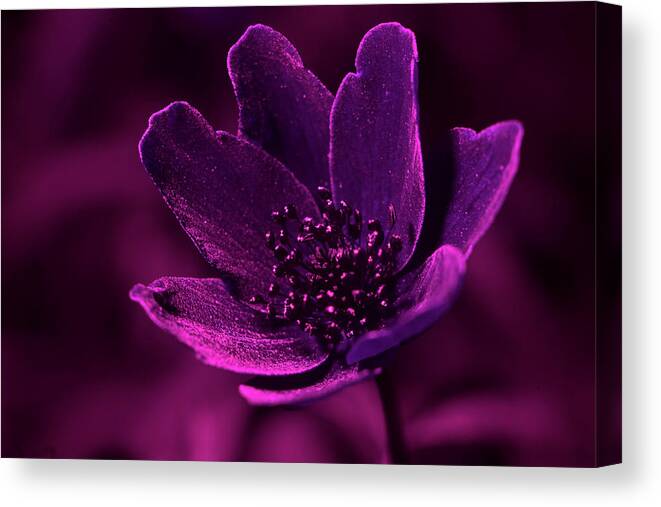 White Canvas Print featuring the photograph Upclose with a white anemone under UV light by Maria Dimitrova