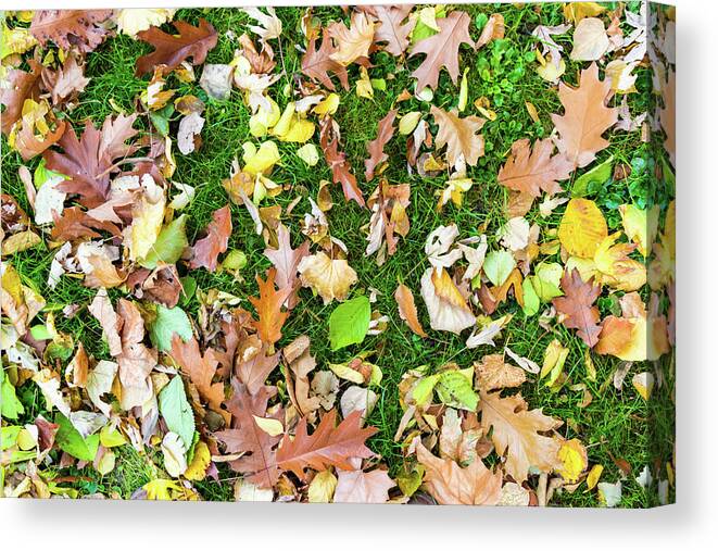 Autumn Canvas Print featuring the photograph Various leaves fallen on grass in autumn fall by Viktor Wallon-Hars