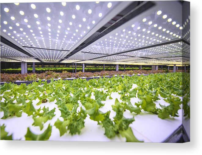 Agricultural Activity Canvas Print featuring the photograph Vertical Farming Offers a Path Toward a Sustainable Future by AzmanL