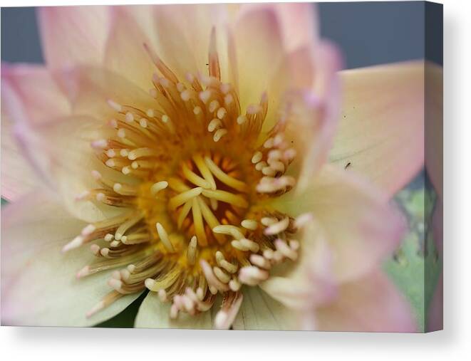 Water Lily Canvas Print featuring the photograph Intricate and Vibrant by Mingming Jiang
