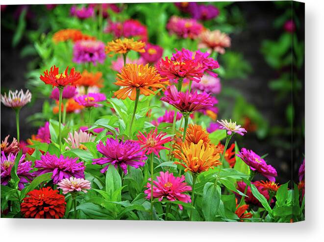 Texas Gardens Canvas Print featuring the photograph Vibrant Beauty in the Garden by Lynn Bauer