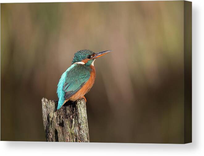 Kingfisher Canvas Print featuring the photograph Vibrant Kingfisher by Pete Walkden