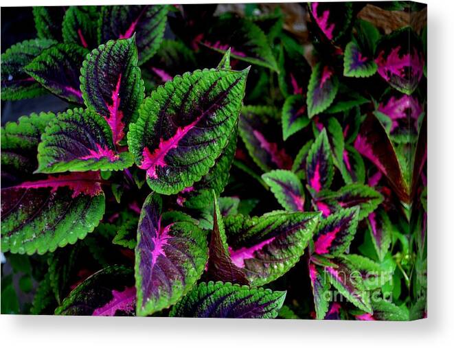 Botanical Photography Canvas Print featuring the photograph Vibrant Leaves by Expressions By Stephanie