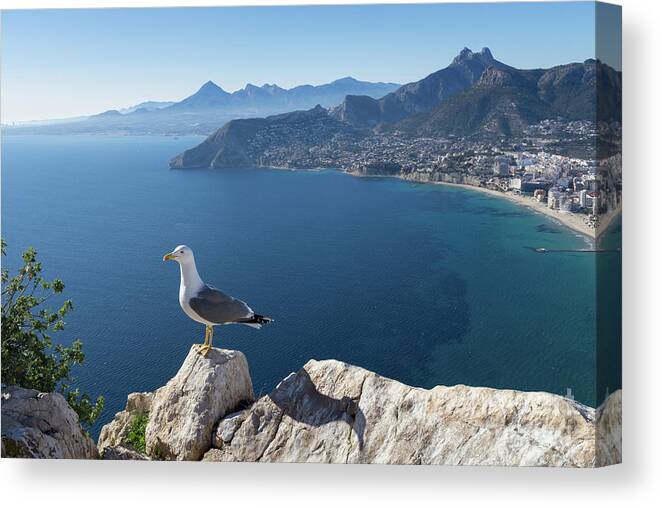 Seagull Canvas Print featuring the photograph View towards the mountains of the Mediterranean coast by Adriana Mueller