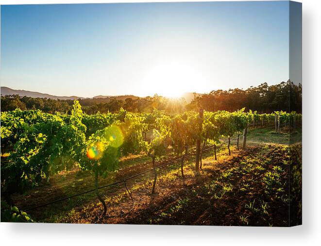 Environmental Conservation Canvas Print featuring the photograph Vineyards and wine-making of quality wines by Drazen_