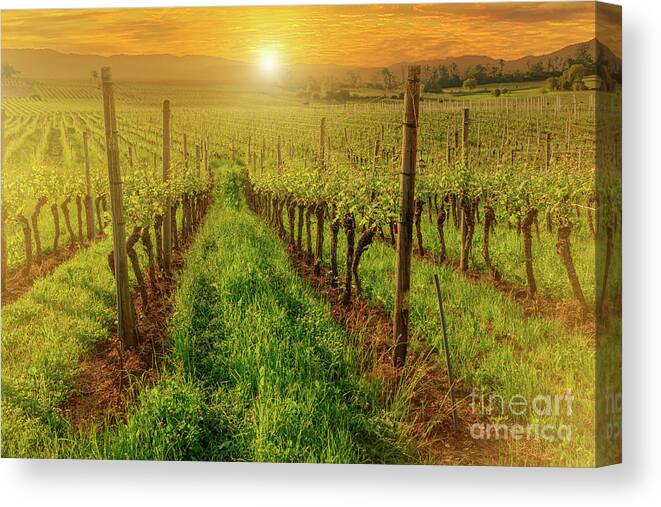 Terraced Vineyards Canvas Print featuring the photograph vineyards of Hallau in Switzerland by Benny Marty