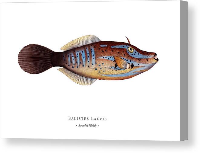 Illustration Canvas Print featuring the digital art Vintage Fish Illustration - Scrawled Filefish by Studio Grafiikka